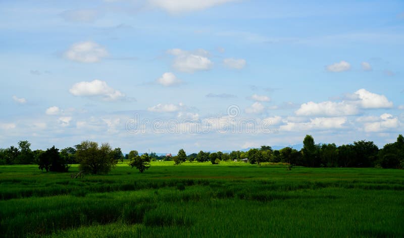 Zelené rýžové pole s pozadím hor pod modrou oblohou.