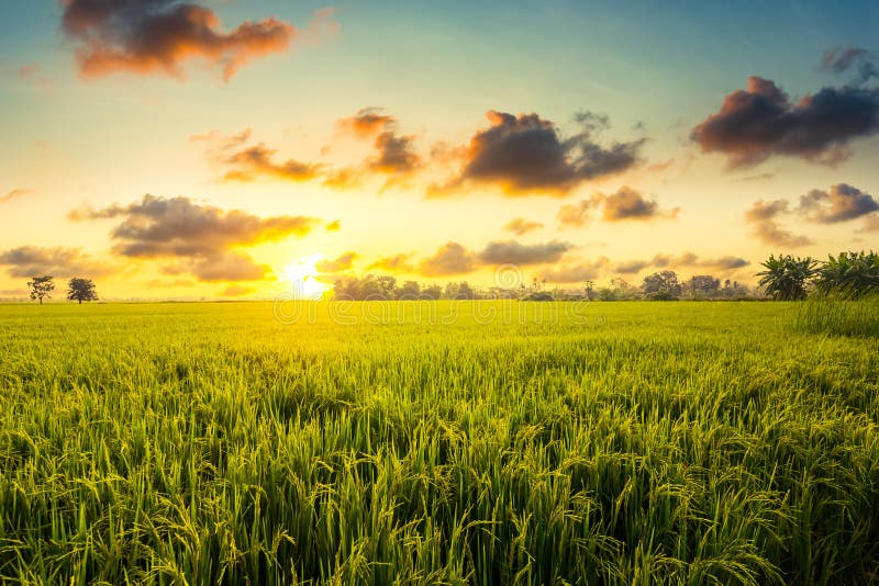 Green Rice Field and Sky Background at Sunset Time. Farm and Agriculture  Concept Stock Photo - Image of asian, agriculture: 201323852
