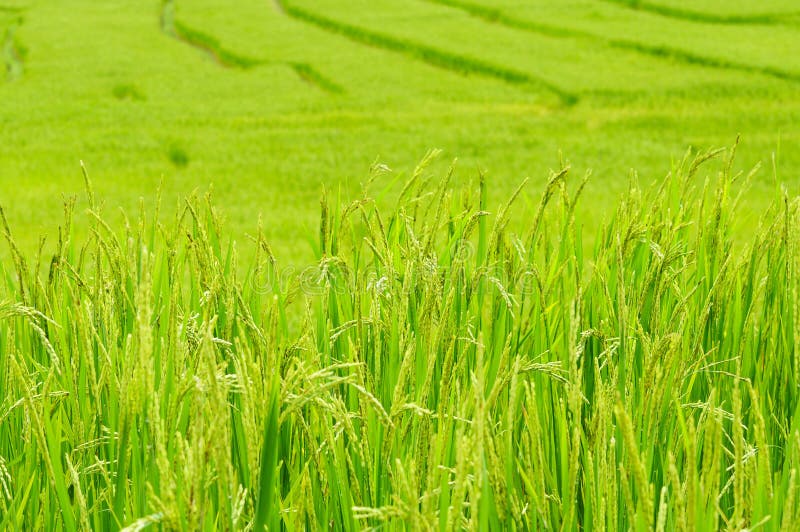 Green rice field in Thailand