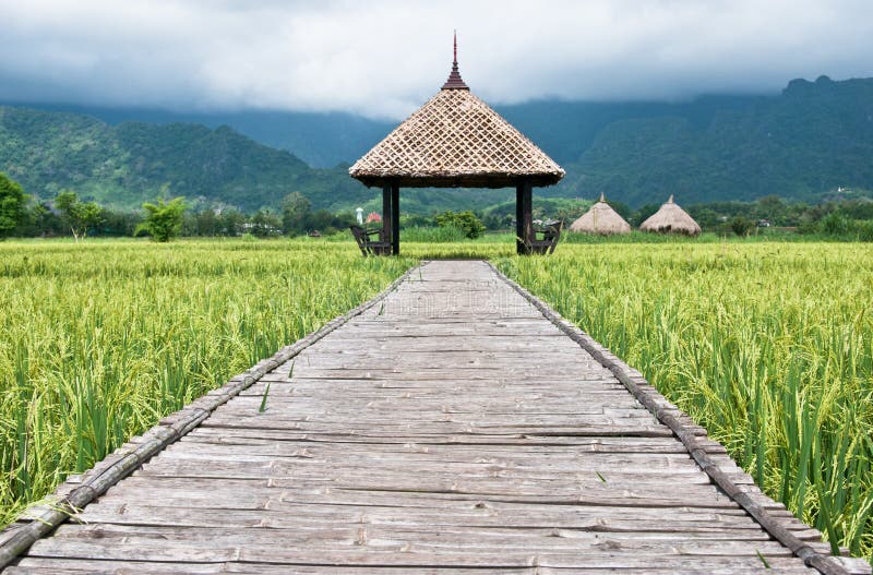 Green rice field in Thailand