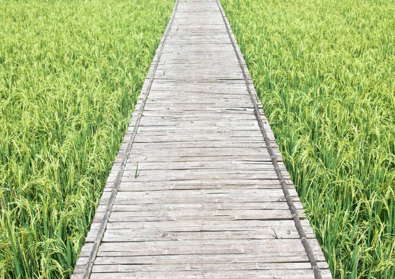 Green rice field in Thailand