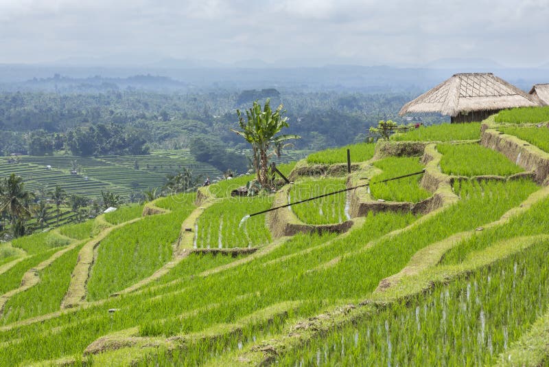 Green Rice Fields in Ubud, Bali, Indonesia Stock Image Image of