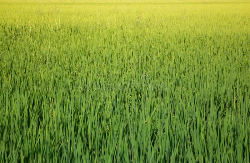 Green Rice Fild In Summer stock photo Green Rice Fild In Summer stock photo