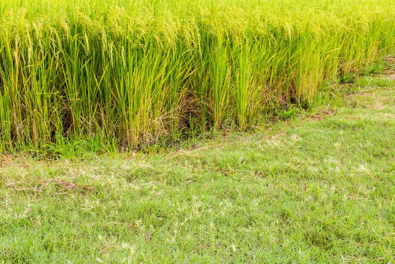 Green rice grains stock photo. Image of background, leaves 43037416