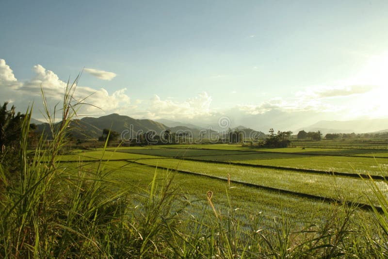 Green rice paddies philippines countryside royalty free stock images Green rice paddies philippines countryside royalty free stock images