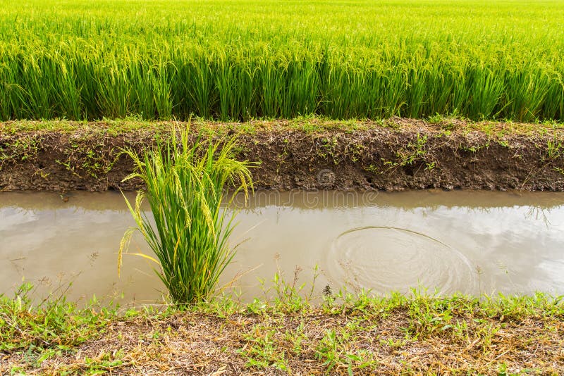 Green rice plants