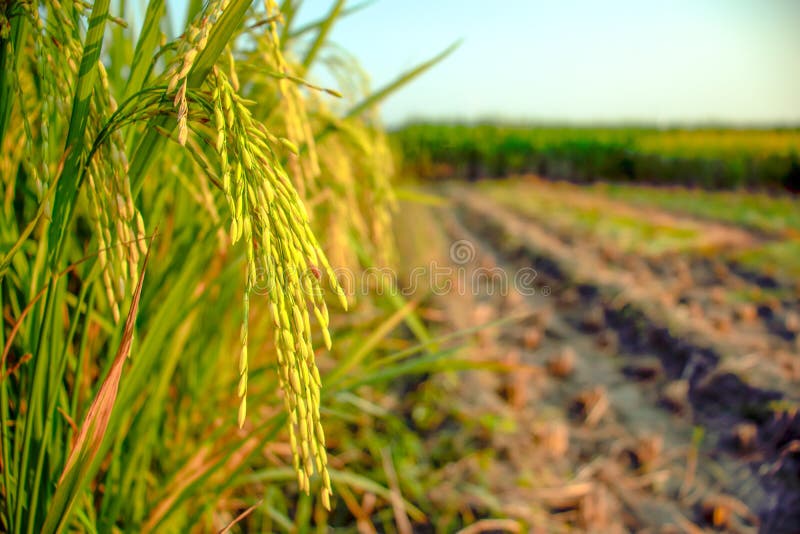 Green and rip paddy plant after harvesting rice tree