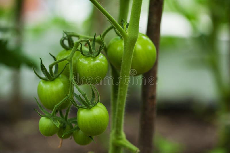 Green Ripening Tomatoes on a Branch in a Kitchen Garden Stock Photo