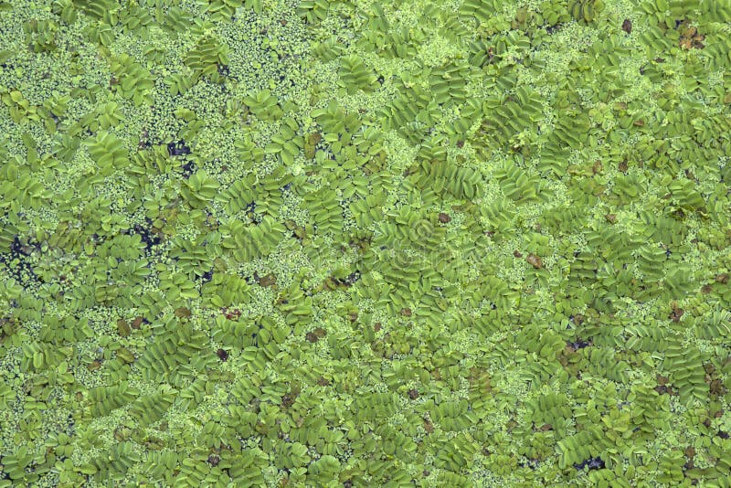 Green river algae on surface of water stock photo