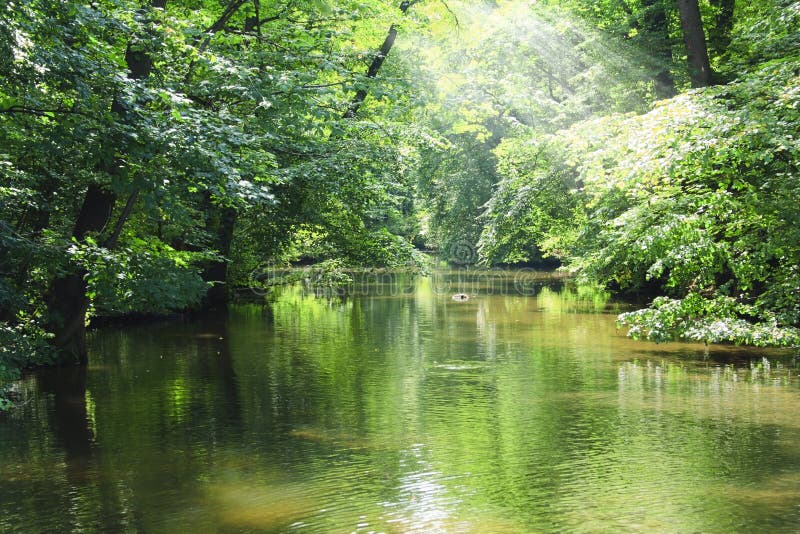 Green river in the forest