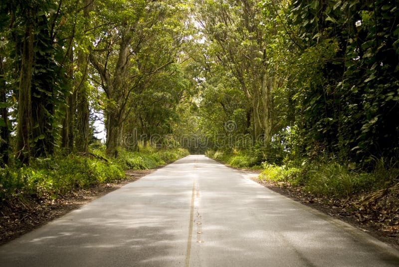 Green road stock photo. Image of plants, branches, highway 4731186