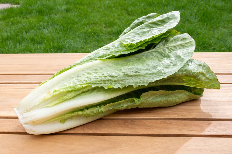 Green Romaine Cos Lettuce Source of Vitamins, Ready To Eat Stock Photo