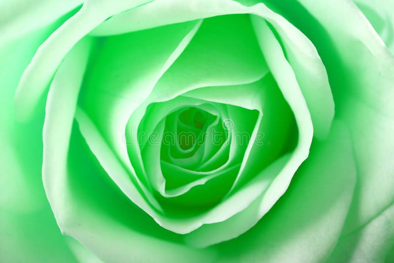 606,326 Green Rose Stock Photos - Free & Royalty-Free Stock Photos from  Dreamstime