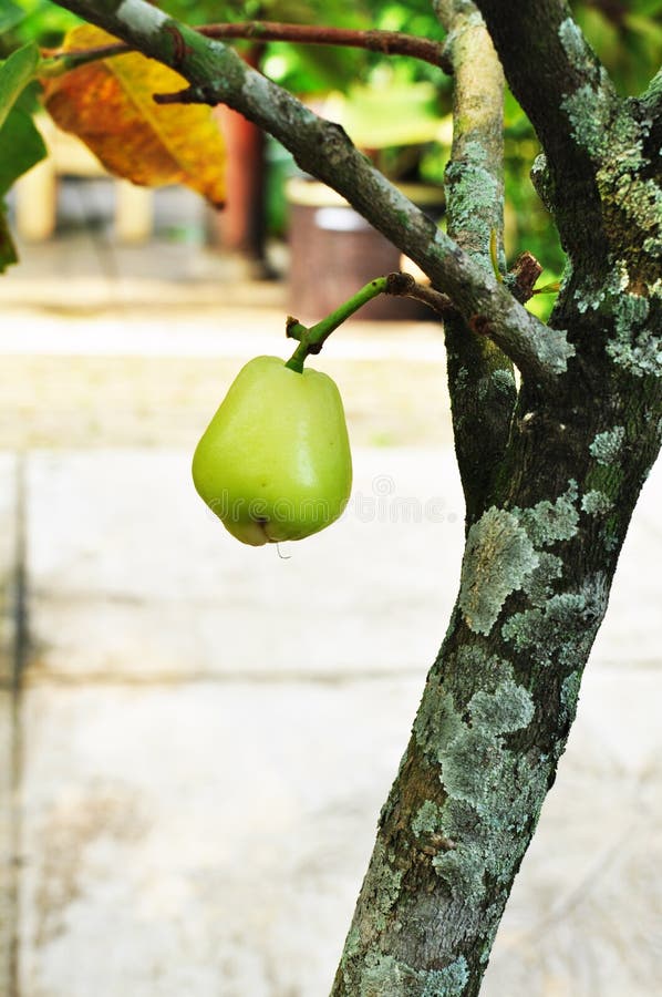 Green Rose Apple Tree in the Garden Stock Image Image of apple, agricultural 20484755