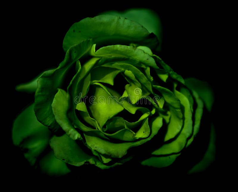 Green Rose stock image. Image of black, green, beauty 69502637