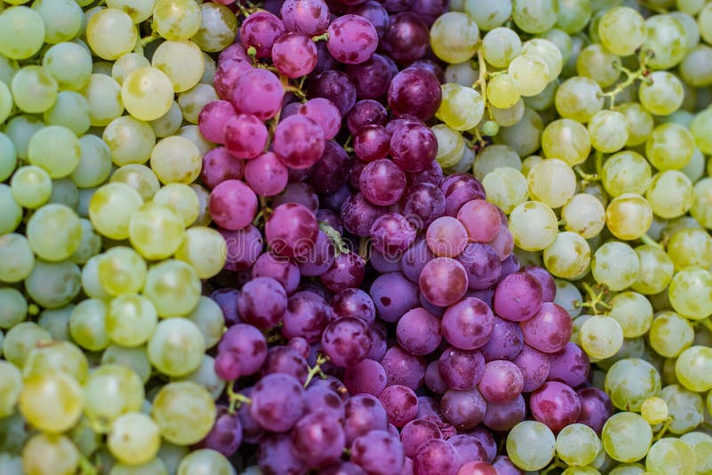 Green and Rose Grapes Background Stock Photo Image of wine, sell