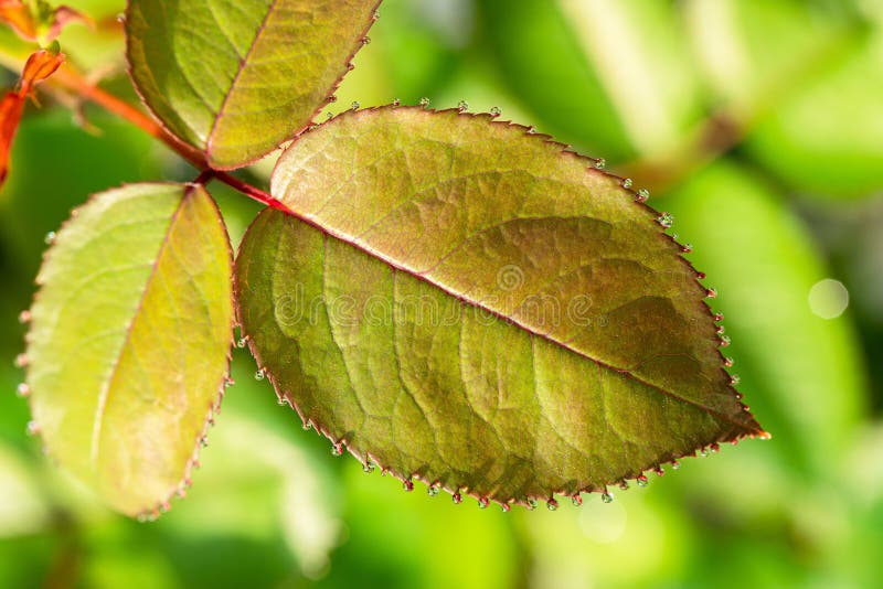 Green Rose Leaves with Dew Drops Closeup Stock Photo Image of closeup