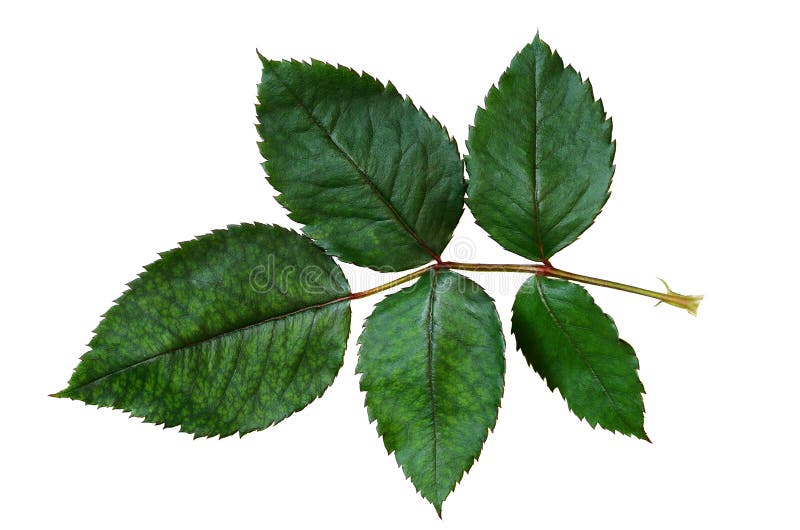 Set of rose leaves. Detailed retouch Stock Photo