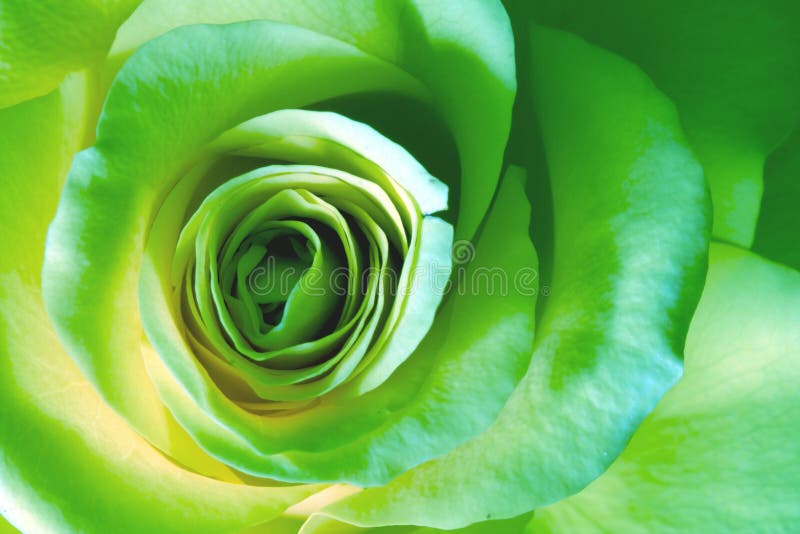 Green Rose Images  Browse 264 Stock Photos Vectors and Video  Adobe  Stock