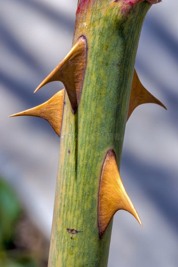 Abstract - dried rose stem with thorn Stock Photo
