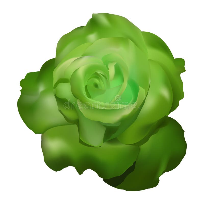 Green rose vector stock vector. Illustration of frame 40116731