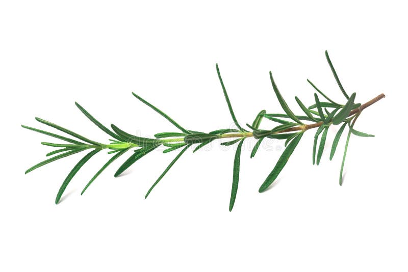 Green rosemary Leaves stock photo. Image of organic 133433810