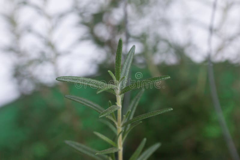 Green rosemary Leaves stock photo. Image of ingredient 133433250