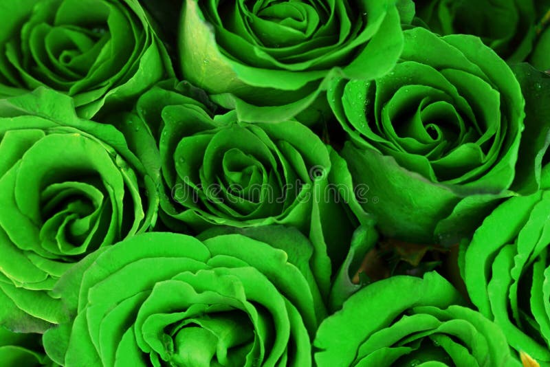 Green Roses Bouquet As Background Stock Photo Image Of Posy Petal