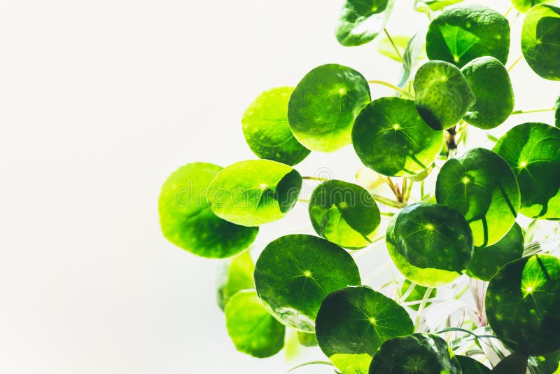 Green round circle leaves of Chinese money plant missionary plant on light background.