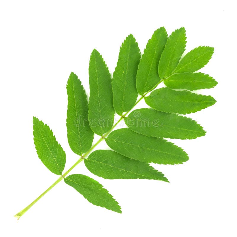 Green Rowan Leaves Isolated on White Background Stock Image - Image of ...