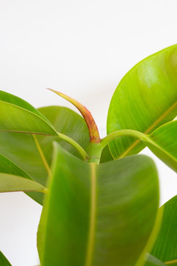 Green Rubber Plant Leaves on White Stock Image Image of branch