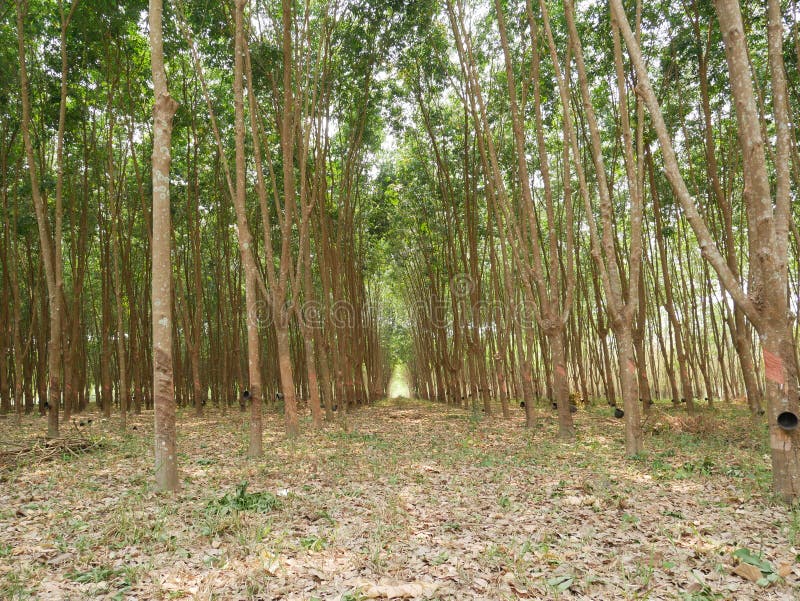 Rubber tree.plant and tree stock image. Image of wooden 146811483