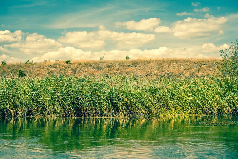 Green rushes by the lake stock image. Image of colorful 43560367