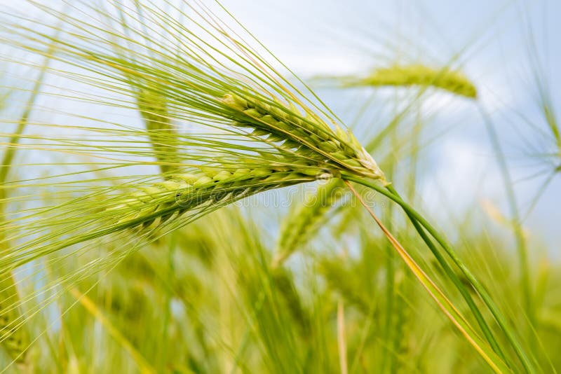 Green rye over blue sky