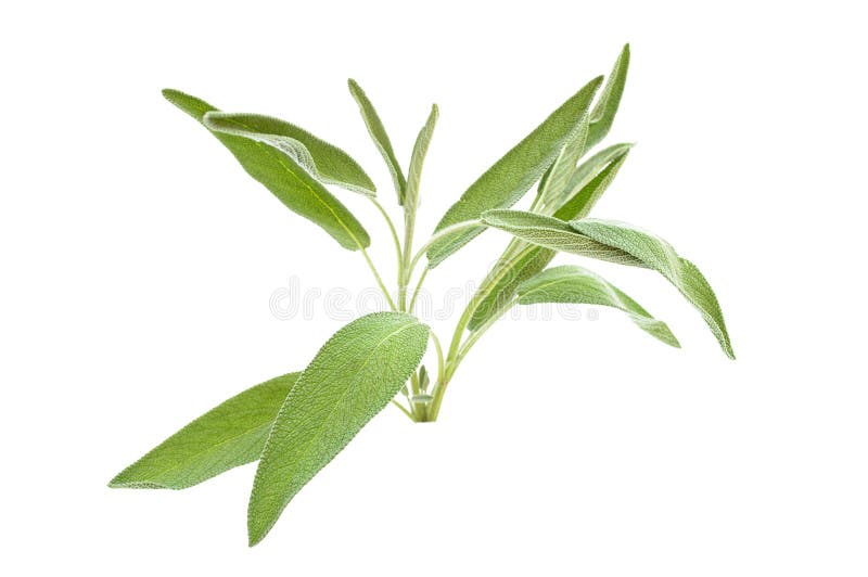 Green Sage Branch Isolated on White Stock Image Image of leaf