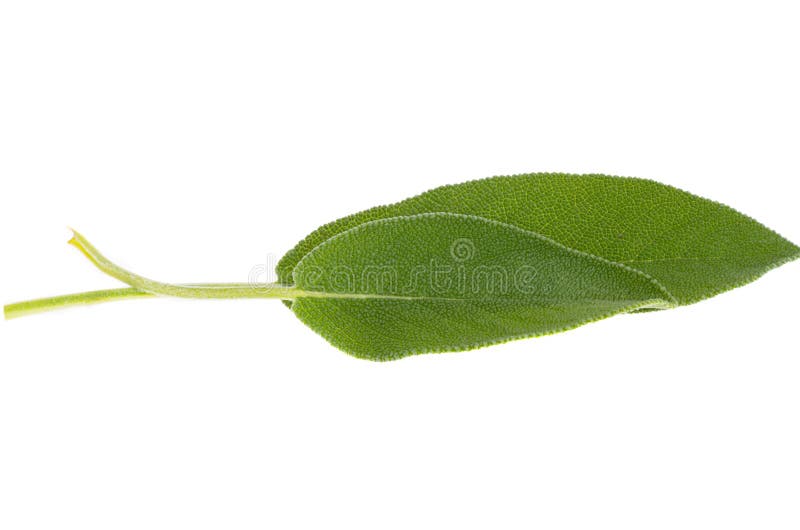 Green sage leaf isolated stock image. Image of white 263227275