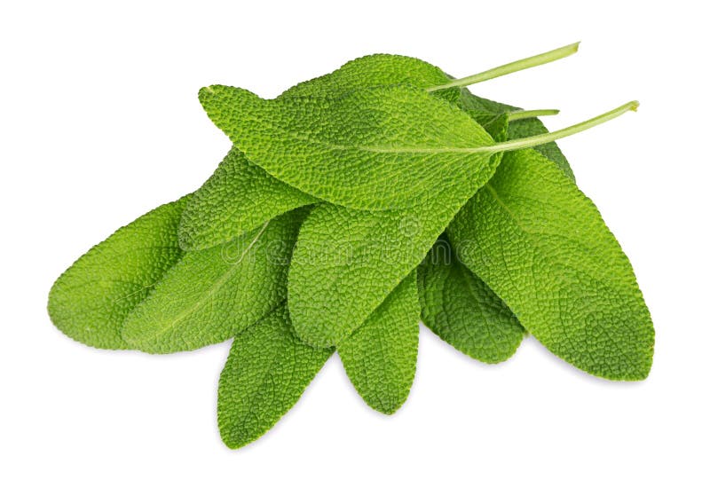 Green sage plant stock photo. Image of scented, strong 32072138