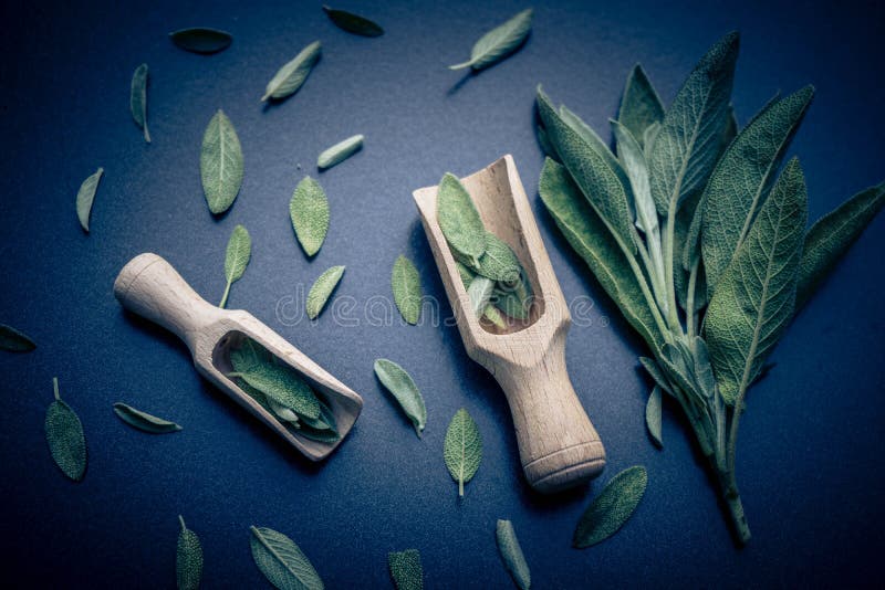 Green Sage leaves stock image. Image of essential, herbal 195366571