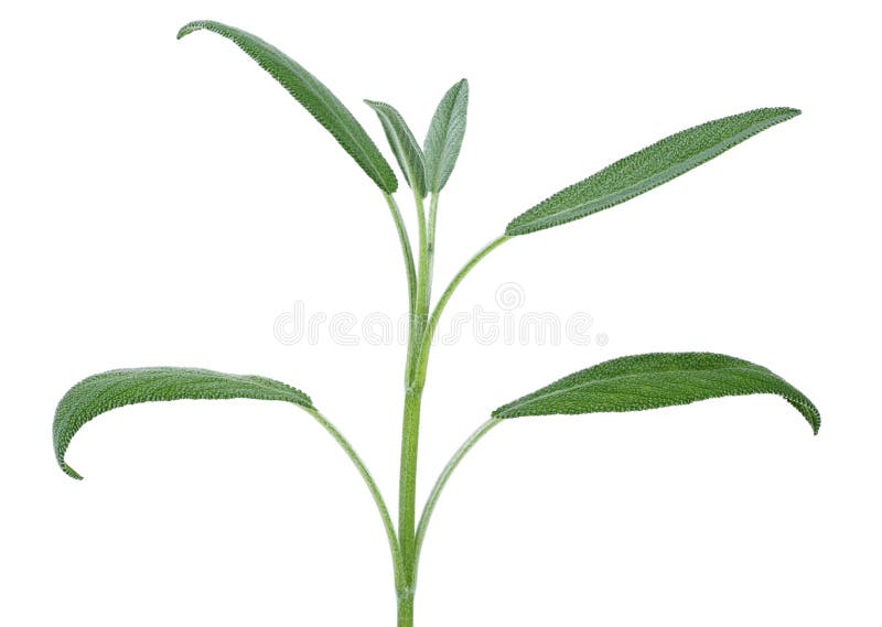 Green Sage Leaves Isolated on White Stock Photo Image of healthy