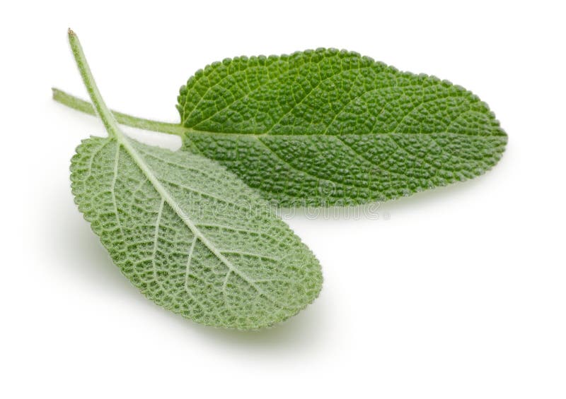 Green Sage Leaves Isolated on White Stock Image Image of medicine