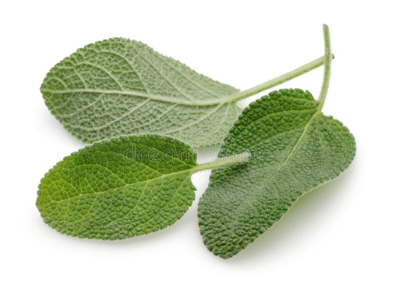 Green Sage Leaves Isolated on White Stock Photo Image of healthy
