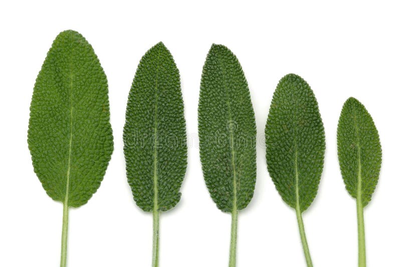 Green sage leaves on white background stock photography Green sage leaves on white background stock photography