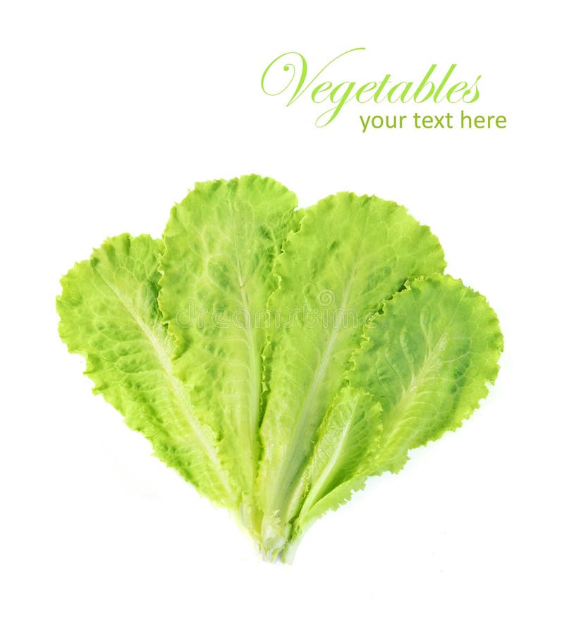 Green Salad Leaf Isolated on a White Background Stock Image Image of