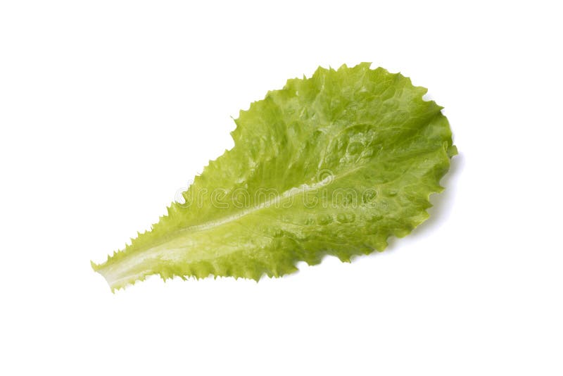 Green Salad Leaf Isolated on White Background. One Fresh Green Lettuce