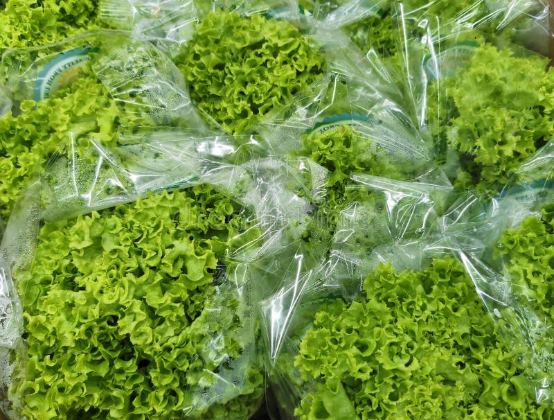 Green Salad Leaf Packed in Individual Foil Stock Image Image of leaf