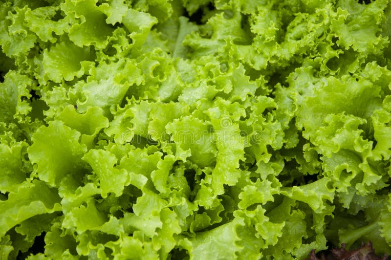 Green Salad Leaves Background Stock Image - Image of nutrition, natural ...