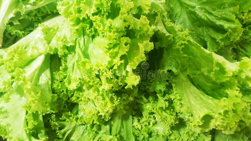 Green Salad Leaves Background, Fresh Vegetable, Healthy Food Stock ...