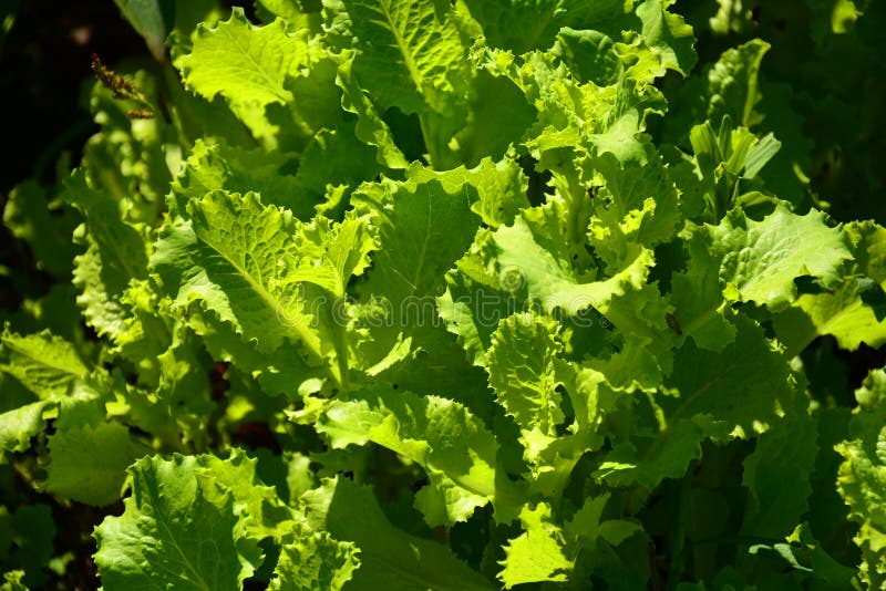Green Salad Leaves Healthy Eating Stock Photo Image of lace, background 156796164