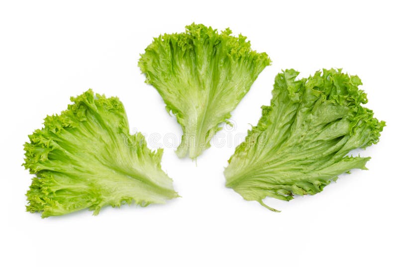 Green Salad Leaves. Salad Isolated on White Background. Lettuce Leaves