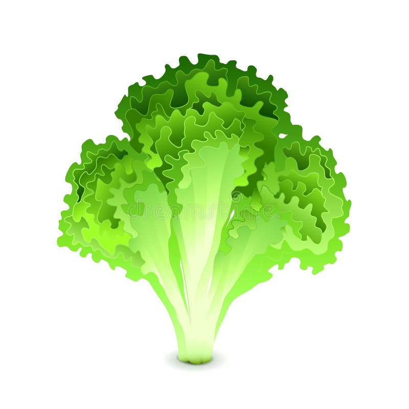 Green salad of fresh vegetables in a transparent salad bowl object